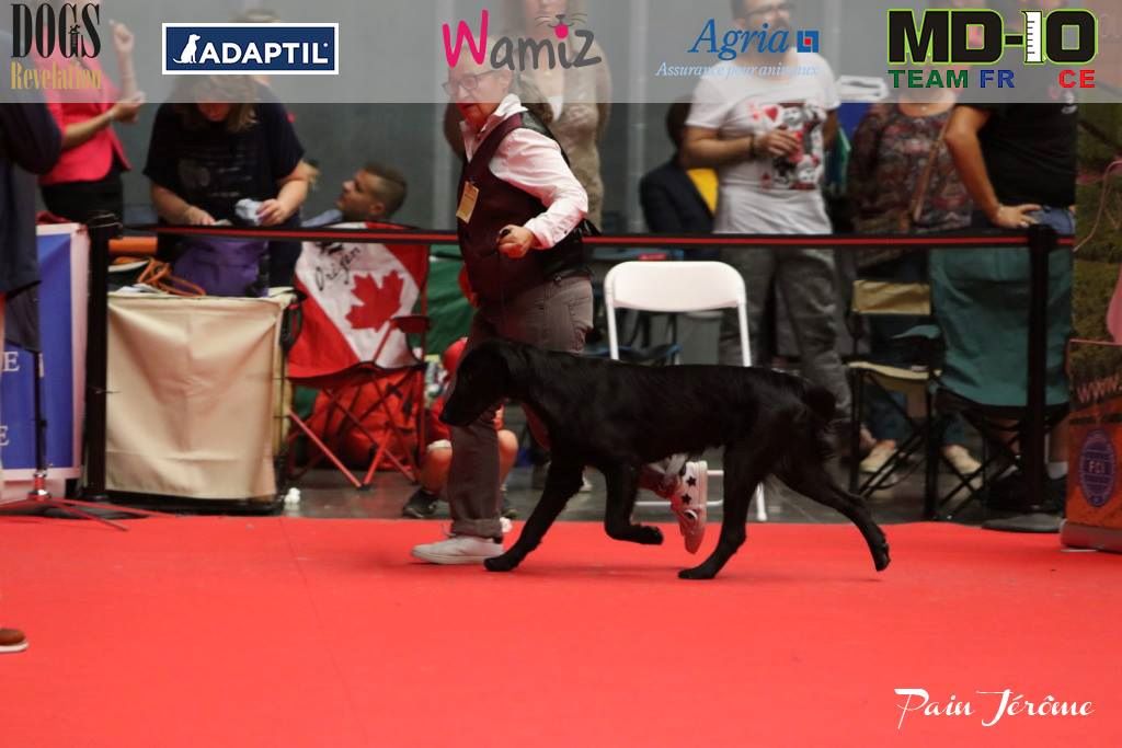 Du parc des vaux - EXPOSITION CANINE INTERNATIONALE DE MACON 71000.