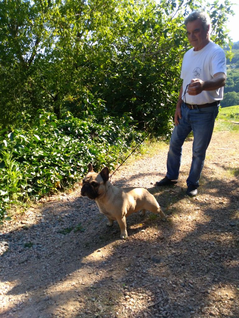 ARRIVEE D'UN TRES BEL ETALON BOULEDOGUE FRANCAIS